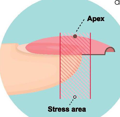 How to do the apex method nail tutorial💅 #apexmethod #nailtutorial #n... |  TikTok
